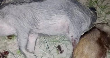 На Львівщині чоловіка оштрафували за незаконне полювання на двох кабанів